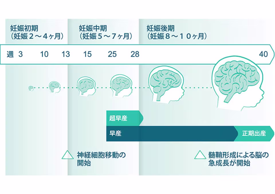 神経細胞の開始