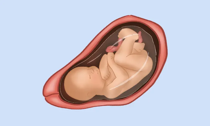 Feto en la semana 34 de embarazo Feto en la semana 34 de embarazo