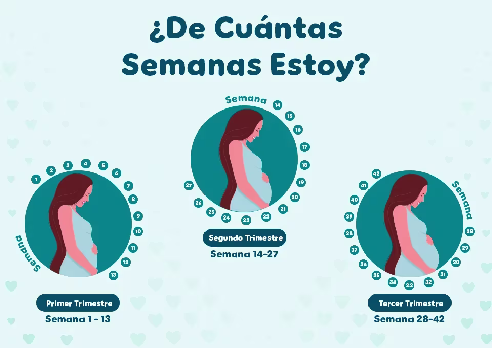 Las semanas de embarazo se agrupan en tres trimestres Las semanas de embarazo se agrupan en tres trimestres