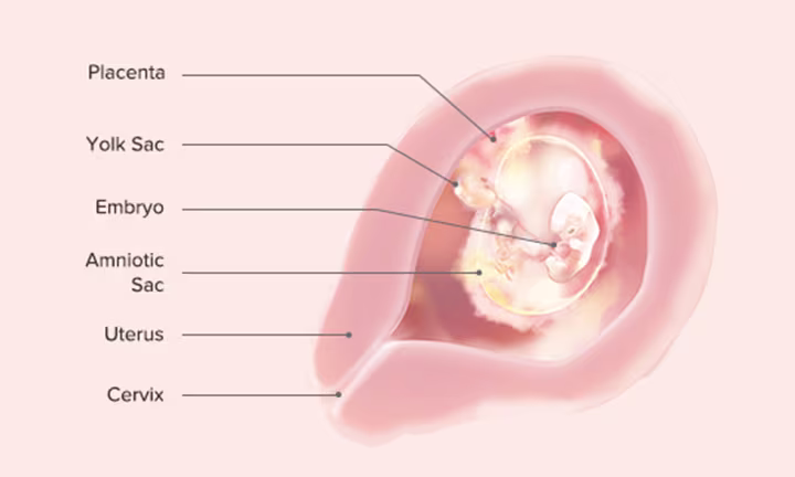 Fetal Development: Week 6