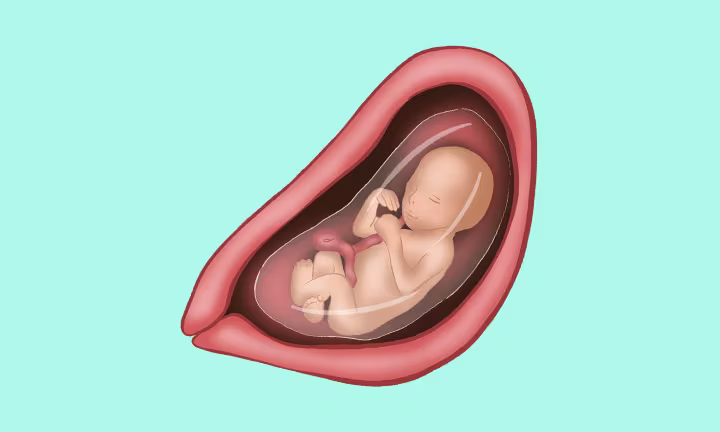 Position des Babys in der 19. SSW