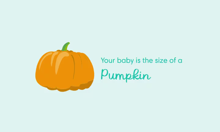 Pregnancy size comparison showing baby growth at 40 weeks as the size of a pumpkin