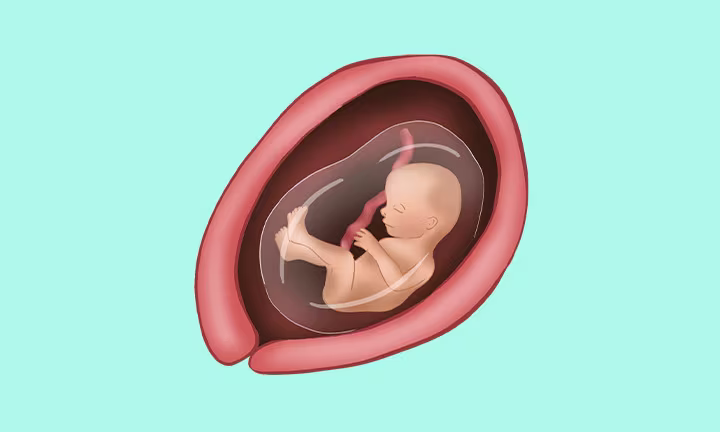 what does a baby look like at 17 weeks pregnant
