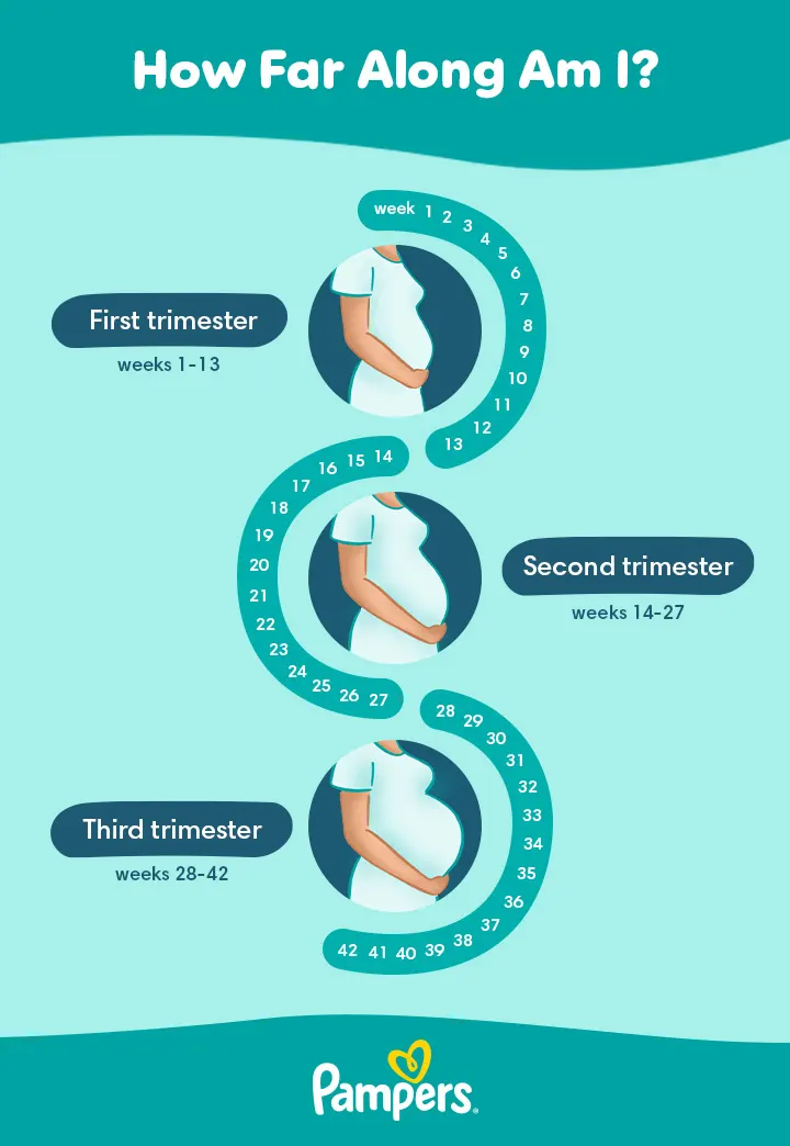 how far along am i in my pregnancy how far along am i in my pregnancy