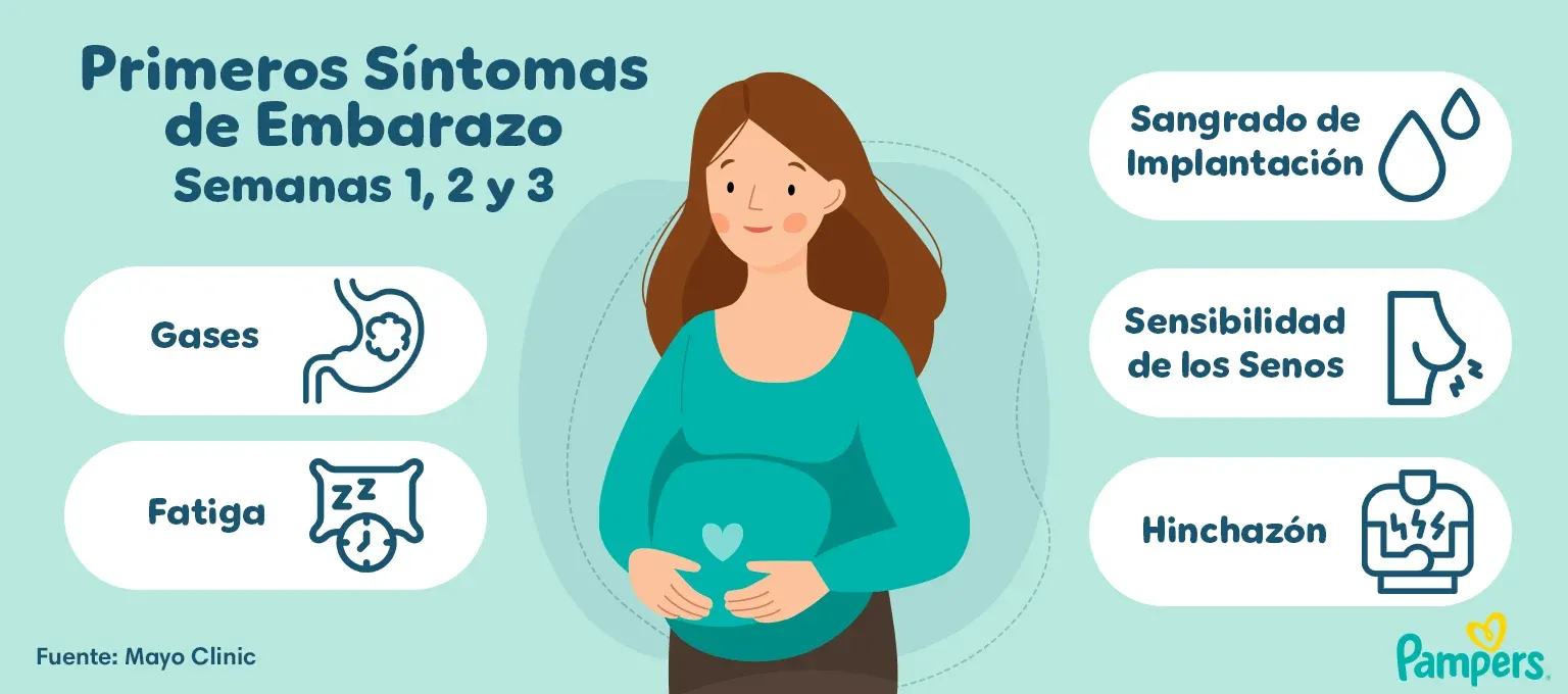 Infografia: Primeros síntomas de embarazo - Semanas 1, 2 y 3 Primeros síntomas de embarazo - Semanas 1, 2 y 3