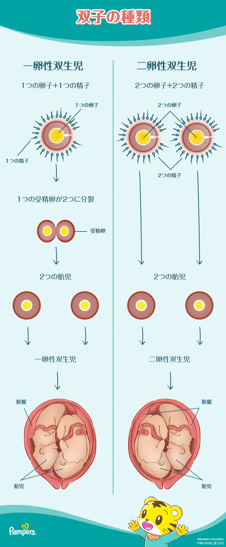 二次元　受精　妊娠 