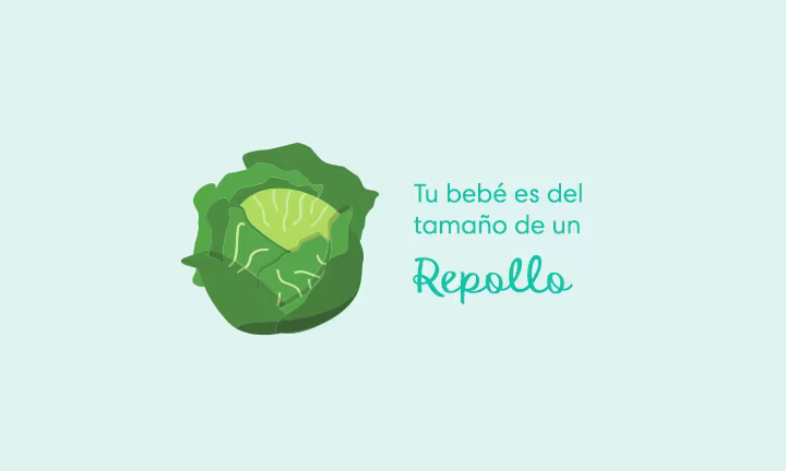 Tu bebé es del tamaño de un repollo