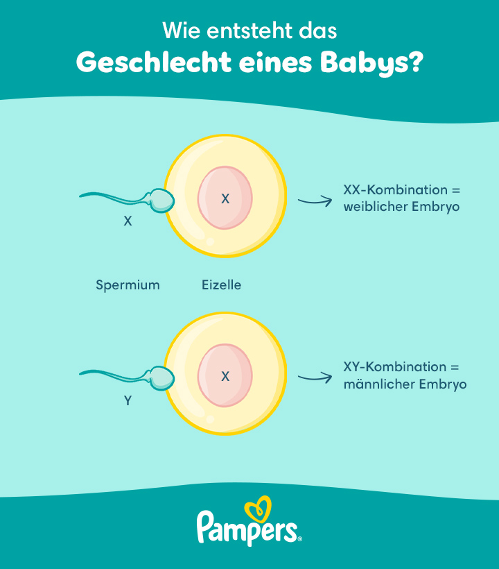 Alles zur Geschlechtsbestimmung deines Babys | Pampers
