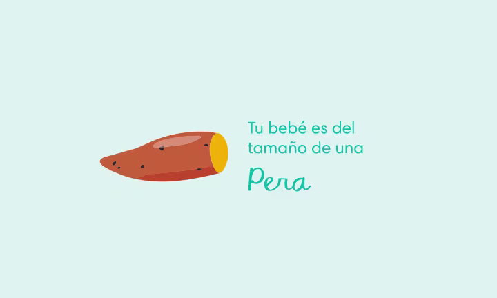 Tu bebé es del tamaño de una batata