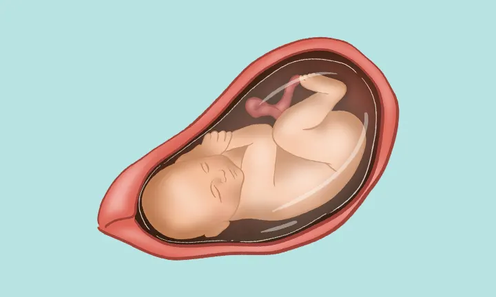 37. Schwangerschaftswoche - Lage & Größe Baby in der 37. Schwangerschaftswoche