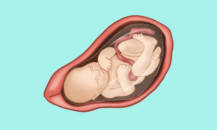 妊娠35週目 妊娠35週目