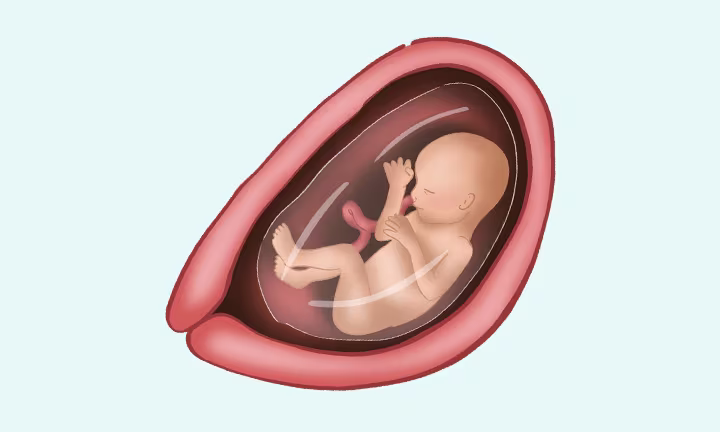 what does a baby look like at 18 weeks pregnant