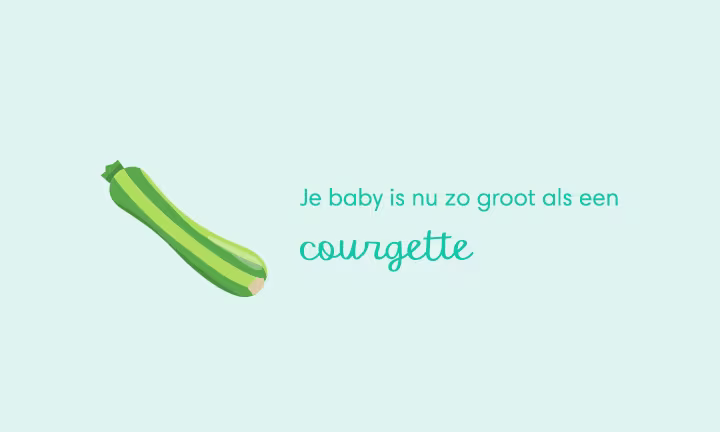 baby size of zucchini week 26