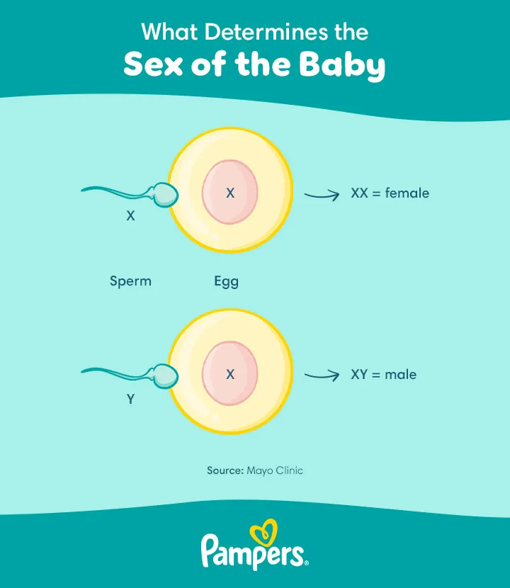 what determines the sex of a baby