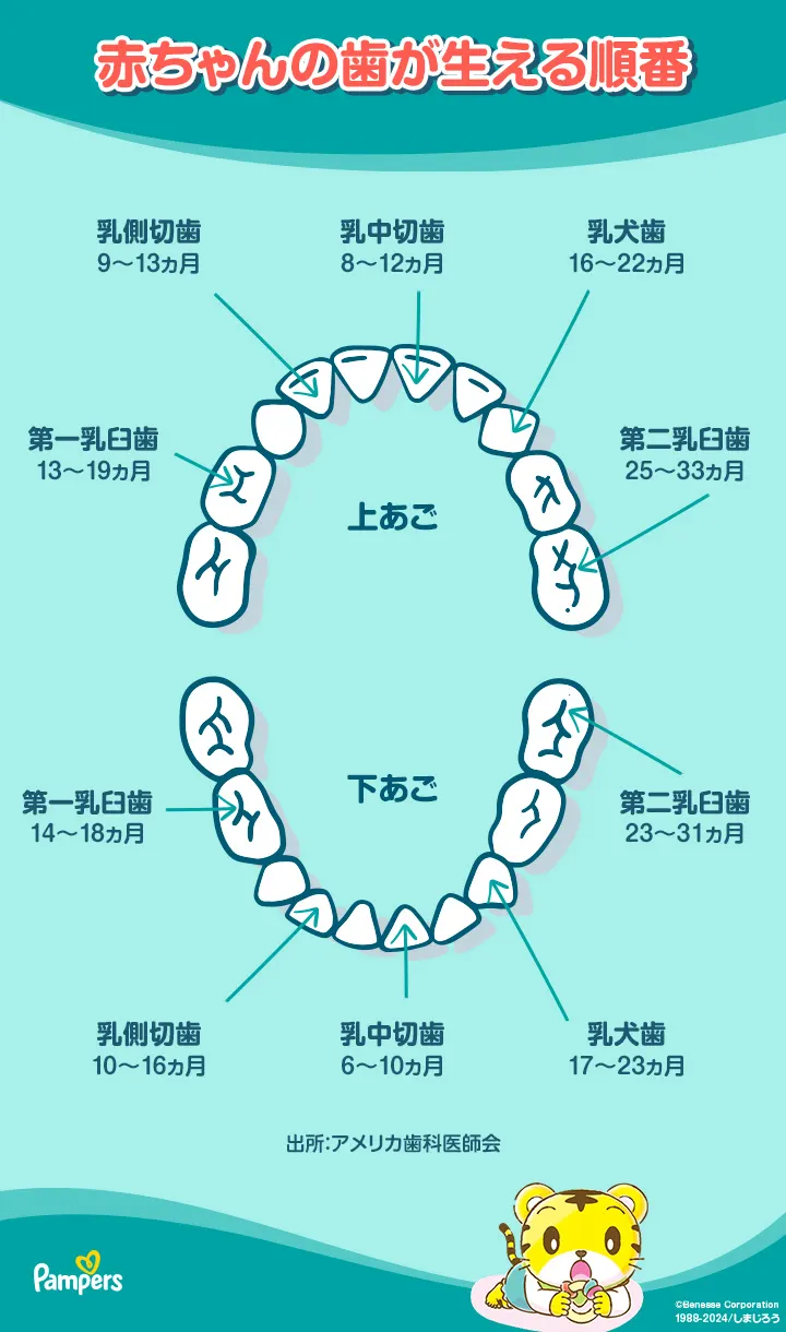 乳歯が生える順番チャート 乳歯が生える順番チャート
