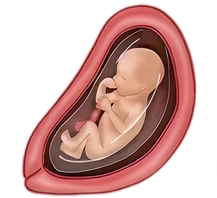 Illustration of a 22-week-old fetus in the womb, representing development during pregnancy. Illustration of a 22-week-old fetus in the womb, representing development during pregnancy.