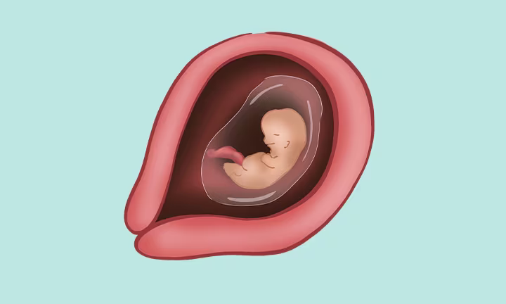 Illustration of an embryo at 8 weeks development within the uterus, showing early fetal structure.