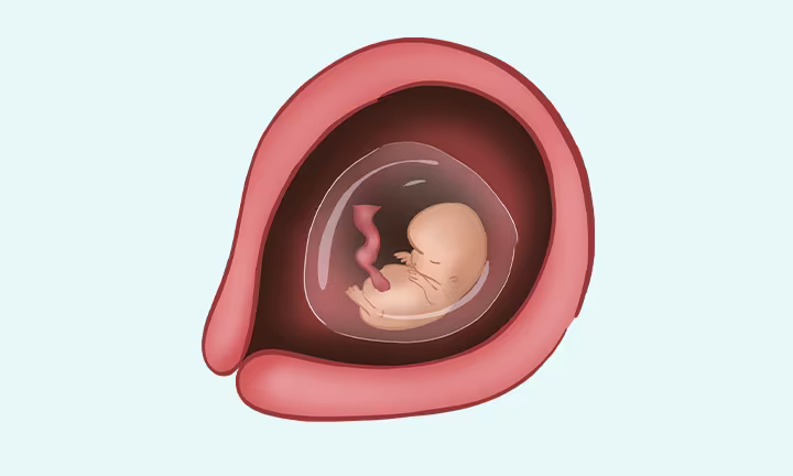 À quoi ressemble un embryon à 7 semaines de grossesse (9 SA)