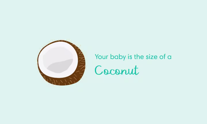 Pregnancy size comparison showing baby growth at 31 weeks as the size of a coconut.