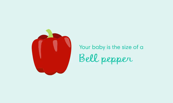 Pregnancy size comparison showing baby growth at 20 weeks as the size of a bell pepper