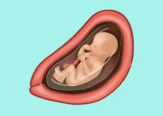 what does 22 weeks pregnant look like