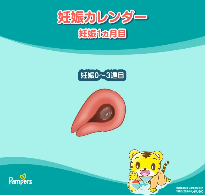 妊娠1ヶ月の胎芽