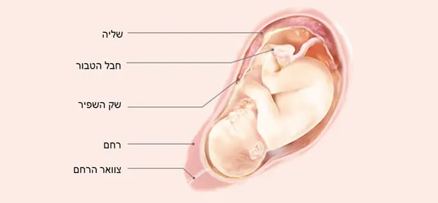 התפתחות העובר לפי שבועות-Article Content Image38 38