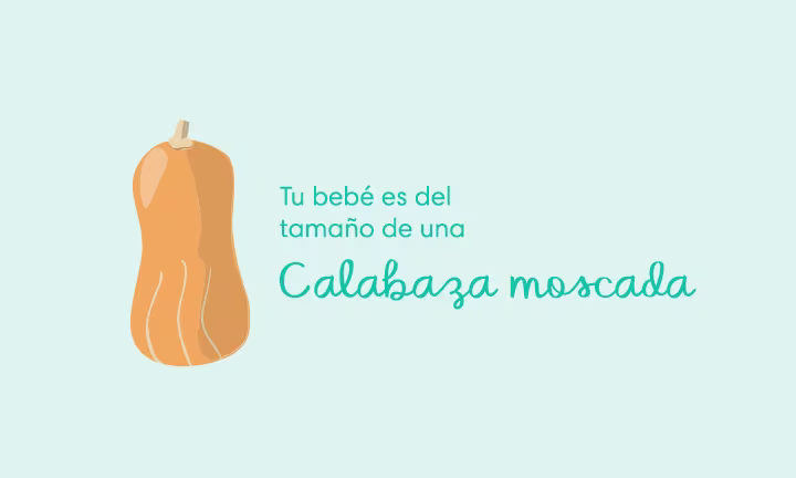 Tu bebé es del tamaño de una calabaza moscada