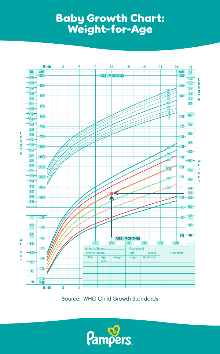 Baby Growth Chart