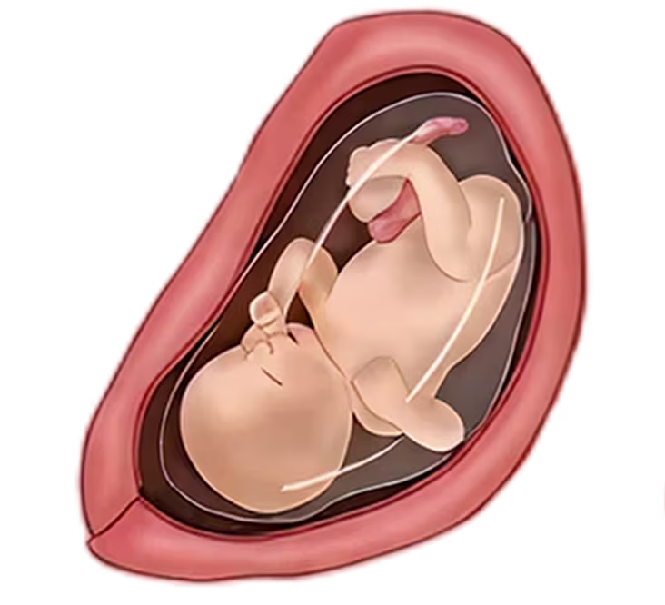 31-week-old fetus in the womb illustration, showing a 31-week-old baby ready for birth and growth