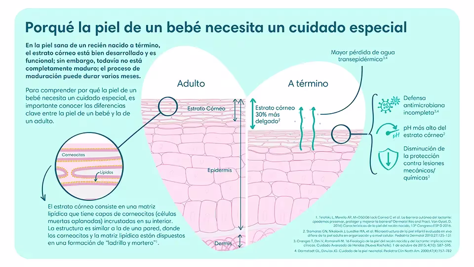 Estructuras y diferencias de estratos córneos entre la piel de un bebé y la de un adulto | Pampers® LATAM