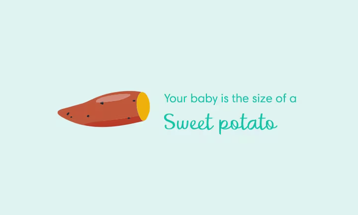 Pregnancy size comparison showing baby growth at 18 weeks as the size of a sweet potato.