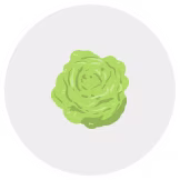 lettuce