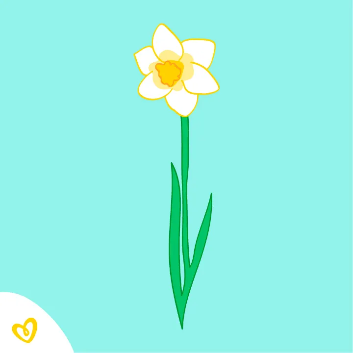 Narzisse
