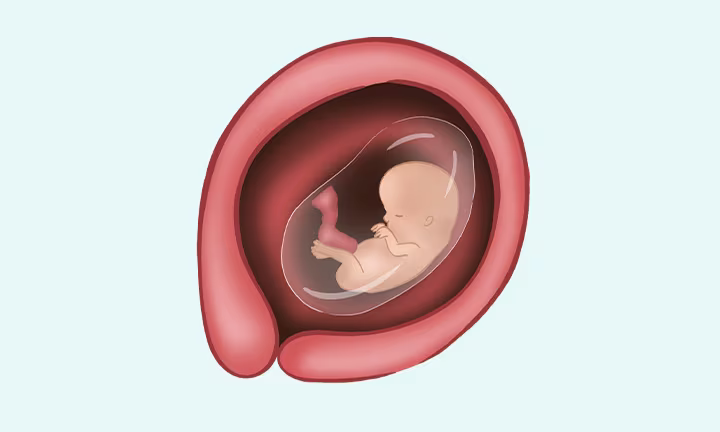 rozwój dziecka w 12 tygodniu ciąży