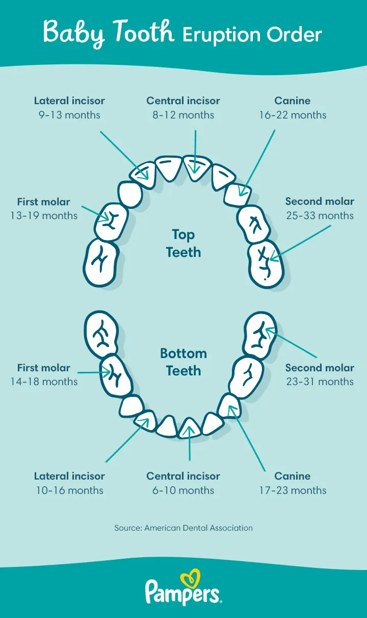 baby teeth chart and order of eruption baby teeth chart and order of eruption