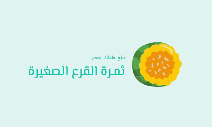 يبلغ طفلك حجم ثمرة القرع الصغيرة
