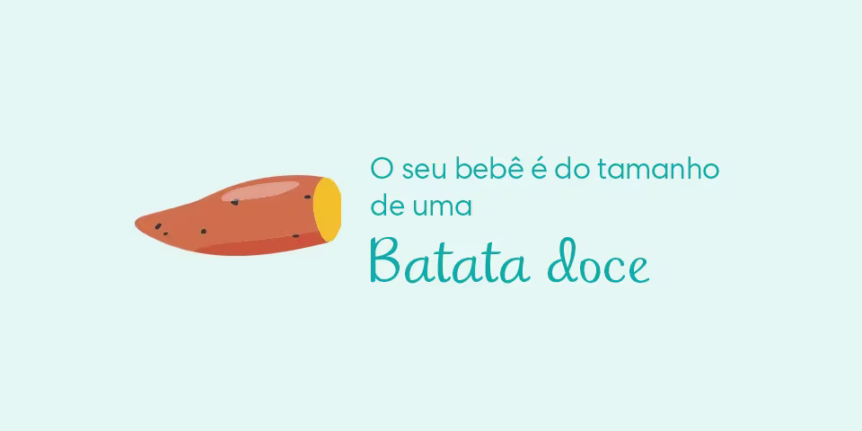 Your baby is the size of a sweet potato