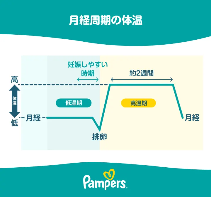 月経周期の体温