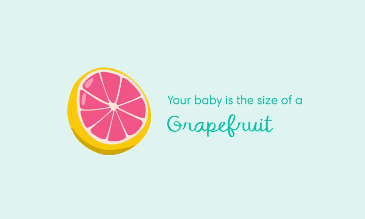 Pregnancy size comparison showing baby growth at 15 weeks as the size of a grapefruit.