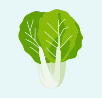 Napa cabbage icon