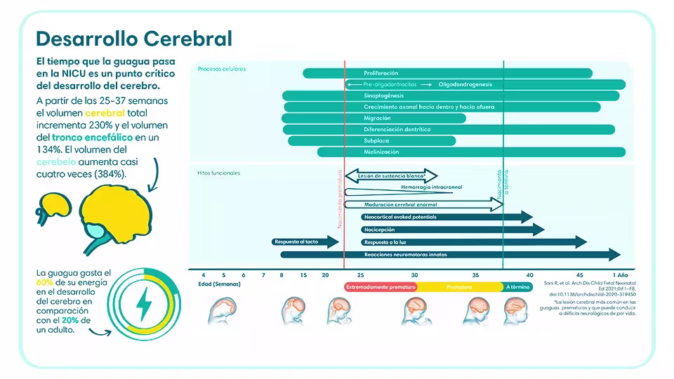 Tiempo del desarrollo cerebral de una guagua prematura | Pampers® Chile