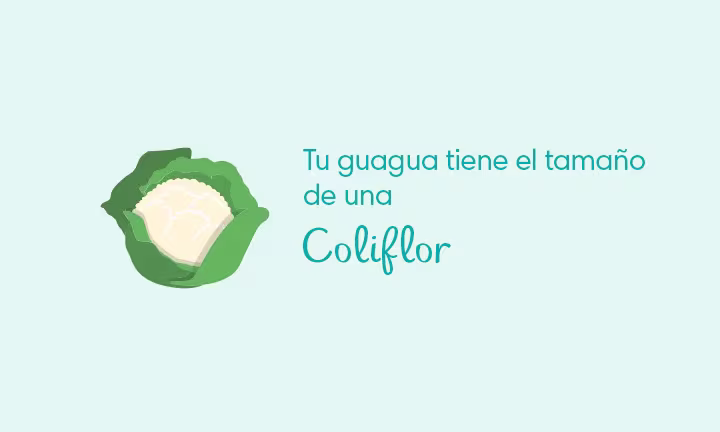 Tamaño de la guagua en las 27 Semanas de Embarazo