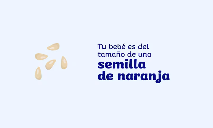 tamaño del feto a las 5 semanas