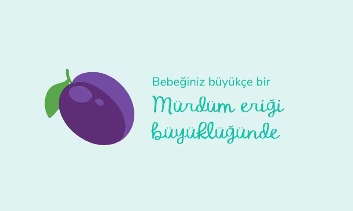 Your baby is the size of a large plum