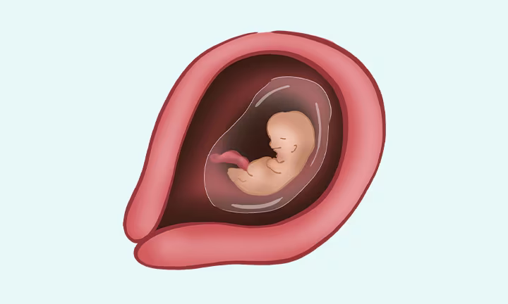 À quoi ressemble un embryon à 6 semaines de grossesse (8 SA)