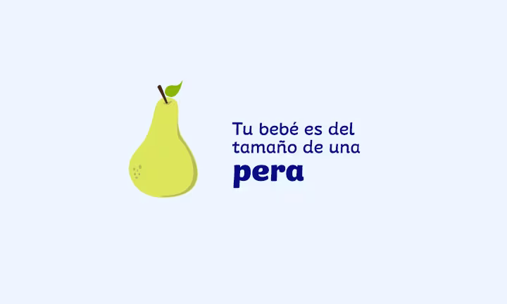 Semana 17 de embarazo 