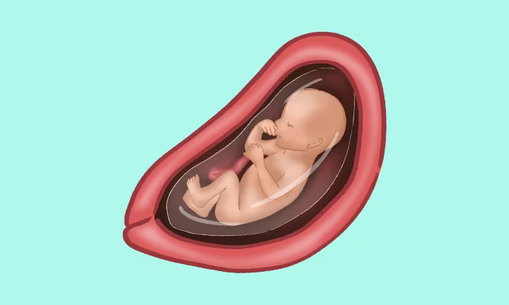 Lage des Babys in der 22. SSW
