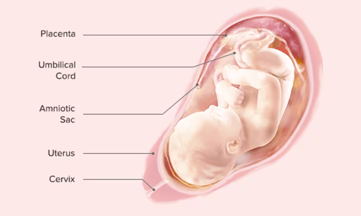 Fetal Development: Week 35 and Week 36