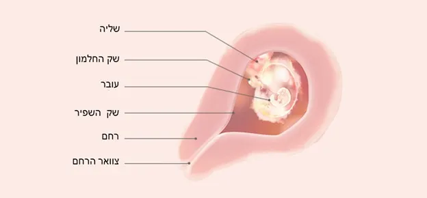 התפתחות העובר לפי שבועות-Article Content Image4 4